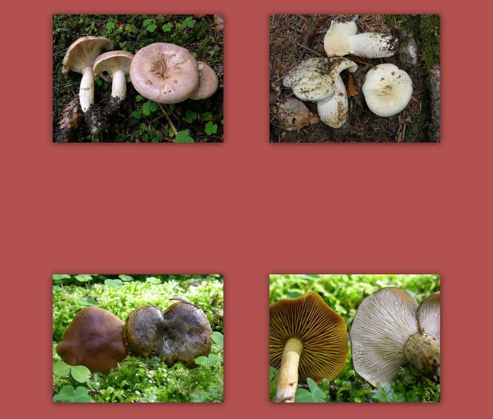 Ritrovamenti 29 luglio.